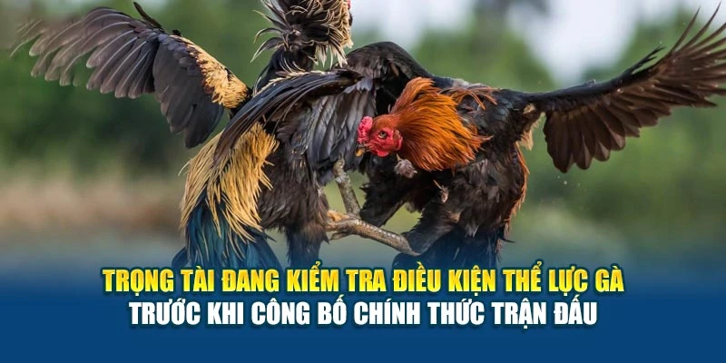Luật Đá Gà Miền Nam - Những Quy Tắc Thi Đấu Cụ Thể Nhất 5 Trọng tài đang kiểm tra điều kiện thể lực gà trước khi công bố chính thức trận đấu